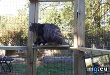 Tags: cats, enclosure, finished, for, indoor, our (Pict. in My r/CATS favs)