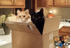 Tags: cats, fits, ships (Pict. in My r/CATS favs)