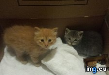 Tags: abandoned, adorable, cats, huddled, kittens, mama, yard (Pict. in My r/CATS favs)