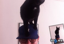Tags: black, cat, cats, climber, friday, meet, michael, time (Pict. in My r/CATS favs)