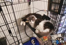 Tags: adopt, cats, dumpster, easy, far, foster, journey, kittens, not, out, rescued, starving, two (Pict. in My r/CATS favs)