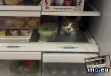 Tags: cat, cats, fridge, habitat, natural, wild (Pict. in My r/CATS favs)