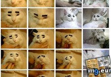 Tags: cats, eyebrows (Pict. in Rehost)