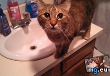 Tags: bathroom, cat, cats, everytime, fail, for, patton, sink, water (Pict. in My r/CATS favs)