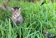 Tags: cats, nature, unimpressed, witty (Pict. in My r/CATS favs)