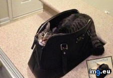 Tags: cats, coming, leaving (Pict. in My r/CATS favs)