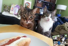 Tags: cats, dogs, hot (Pict. in My r/CATS favs)