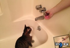 Tags: bath, cats, for, ready, zeke (Pict. in My r/CATS favs)