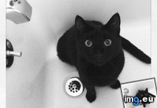 Tags: cats, likes, tub, zephyr (Pict. in My r/CATS favs)