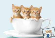 Tags: cattuccino (Pict. in Beautiful photos and wallpapers)