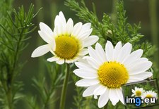 Tags: chamomile (Pict. in Beautiful photos and wallpapers)