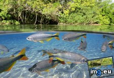 Tags: brazil, characins, grosso, mato, piraputangas, sul (Pict. in Beautiful photos and wallpapers)