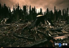Tags: charred, stump (Pict. in National Geographic Photo Of The Day 2001-2009)