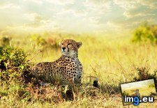 Tags: africa, cheetah, savanna, wallpaper, wide (Pict. in Unique HD Wallpapers)