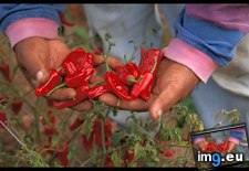 Tags: chili, peppers (Pict. in National Geographic Photo Of The Day 2001-2009)