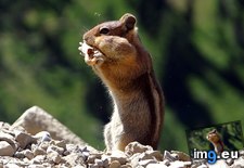 Tags: chipmunk (Pict. in 1920x1200 wallpapers HD)