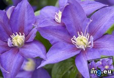 Tags: clematis (Pict. in Beautiful photos and wallpapers)