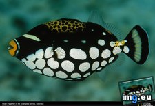 Tags: clown, indonesia, triggerfish (Pict. in National Geographic Photo Of The Day 2001-2009)