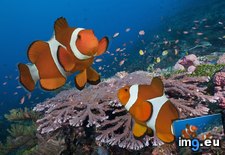 Tags: clownfish, indonesia, island, komodo, pair (Pict. in Beautiful photos and wallpapers)