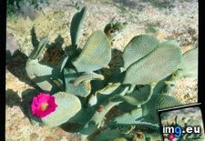 Tags: basilaris, beavertail, cactus, california, colorado, desert, flowering, opuntia (Pict. in Branson DeCou Stock Images)