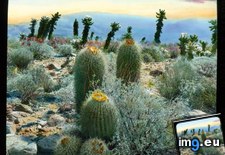 Tags: barrel, cactus, california, colorado, cottontop, desert, landscape (Pict. in Branson DeCou Stock Images)