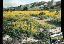 Tags: brittlebush, california, colorado, desert, encelia, farinosa, landscape, wildflowers (Pict. in Branson DeCou Stock Images)