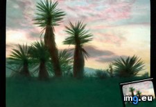 Tags: california, colorado, desert, landscape, palms, plants (Pict. in Branson DeCou Stock Images)