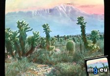 Tags: cactus, california, cholla, colorado, desert, jacinto, jumping, landscape, mount, san (Pict. in Branson DeCou Stock Images)