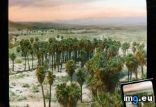 Tags: california, colorado, desert, groves, palm, springs (Pict. in Branson DeCou Stock Images)