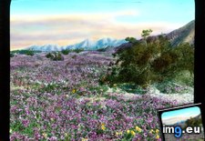 Tags: abronia, california, colorado, desert, sand, shrubs, verbena, villosa, wildflowers (Pict. in Branson DeCou Stock Images)