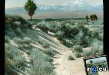 Tags: bernardino, california, colorado, desert, gorgonio, mount, palms, san (Pict. in Branson DeCou Stock Images)
