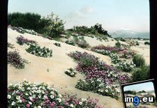 Tags: california, colorado, desert, dunes, evening, primrose, sand, verbena, wildflowers (Pict. in Branson DeCou Stock Images)