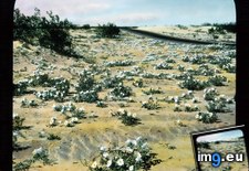 Tags: bushes, california, colorado, deltoides, desert, dune, evening, landscape, oenothera, primrose (Pict. in Branson DeCou Stock Images)