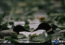 Tags: common, lake, loons, moose (Pict. in National Geographic Photo Of The Day 2001-2009)