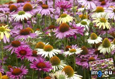 Tags: coneflowers (Pict. in Beautiful photos and wallpapers)