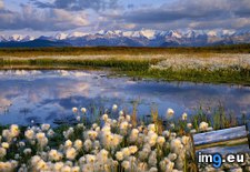 Tags: alaska, cottongrass, denali, national, park (Pict. in Beautiful photos and wallpapers)