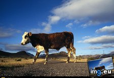 Tags: cow, crossing (Pict. in National Geographic Photo Of The Day 2001-2009)