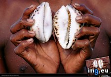 Tags: cowrie, reynard, shells (Pict. in National Geographic Photo Of The Day 2001-2009)