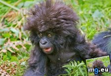 Tags: afro, animals, cute, daily, gorilla, squee (Pict. in LOLCats, LOLDogs and cute animals)