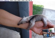 Tags: animals, anteater, baby, bracelet, cute, daily, squee (Pict. in LOLCats, LOLDogs and cute animals)