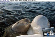 Tags: animals, beluga, buddies, cute, daily, squee (Pict. in LOLCats, LOLDogs and cute animals)