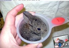 Tags: animals, bunday, bunny, cup, cute, daily, squee (Pict. in LOLCats, LOLDogs and cute animals)