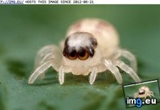 Tags: animals, baby, creepicute, cute, daily, spider, squee (Pict. in LOLCats, LOLDogs and cute animals)