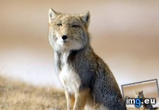 Tags: animals, creepicute, cute, daily, fox, squee, tibetan (Pict. in LOLCats, LOLDogs and cute animals)