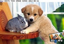 Tags: animals, any, can, cute, cuter, daily, get, interspecies, love, squee (Pict. in LOLCats, LOLDogs and cute animals)