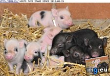 Tags: animals, cute, daily, newborn, piggies, squee (Pict. in LOLCats, LOLDogs and cute animals)