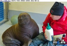Tags: animals, cute, daily, orphaned, squee, walrus (Pict. in LOLCats, LOLDogs and cute animals)