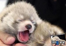 Tags: animals, babies, cute, daily, panda, red, squee (Pict. in LOLCats, LOLDogs and cute animals)