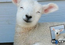 Tags: animals, cute, daily, sheep, smiley, squee (Pict. in LOLCats, LOLDogs and cute animals)