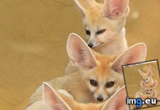 Tags: animals, cute, daily, fennec, pole, spree, squee, totem (Pict. in LOLCats, LOLDogs and cute animals)